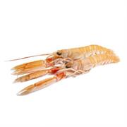 SCAMPI IRLANDA BORDO LABADIE 16/20 3CF X3KG