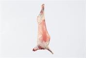 AGNELLO CONG. MFC 11/13KG