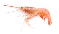 GAMBERO ROSA L (31/40) 12PZ X800GR FRIP