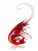 GAMBERO ROSSO CARABINERO XL (21/30) 24PZ X400GR FRIP