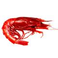 GAMBERO ROSSO CARABINERO XL (21/30) 24PZ X400GR FRIP